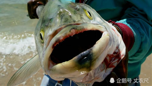 120万吨核污水入海，中国水产品缘何“背锅”？