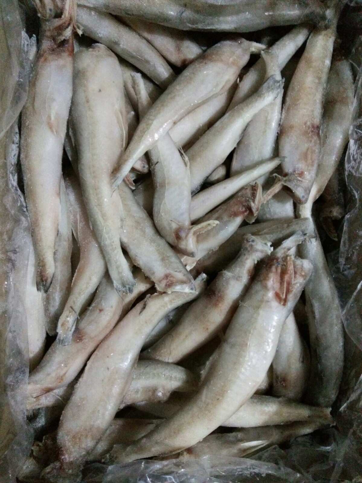 水产类冻品 捕捞瞬间的美味延续